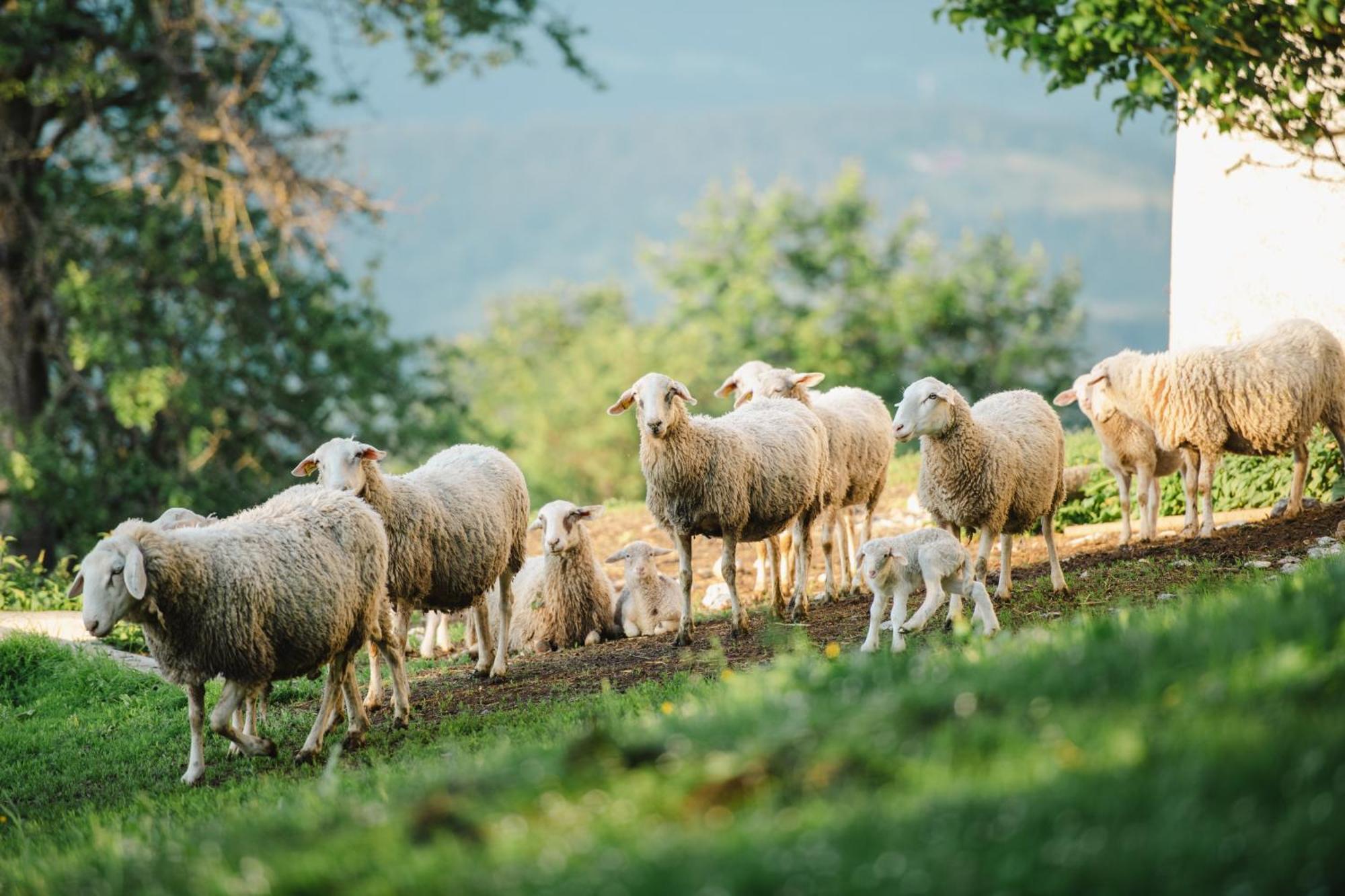 Eco Tourist Farm Ravnjak Slovenj Gradec Bagian luar foto